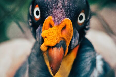 Sarcoramphus papaの写真素材