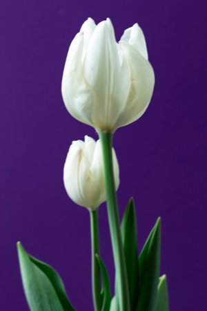 White tulips on a purple background. Close-up. Studio photography.の写真素材