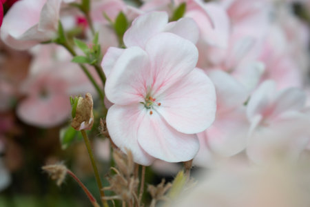 Pink geranium flowers close-up. Floral natural background.の写真素材