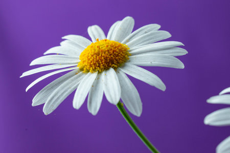 White daisy flower on a purple background. Shallow depth of fieldの写真素材