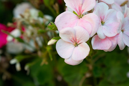 pink and white geranium flowers in the garden, stock photo