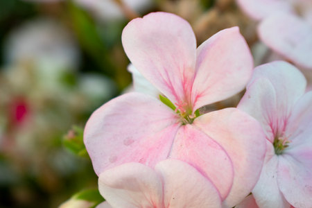 Beautiful pink geranium flower in garden, close-up.