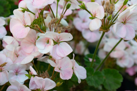 Pink and white geranium flowers blooming in the summer garden.