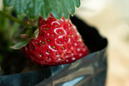 Strawberry in a pot, selective focus, shallow depth of fieldの写真素材