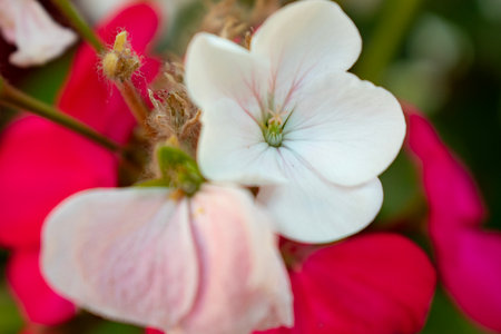 pink and white geranium flower in the garden, stock photo