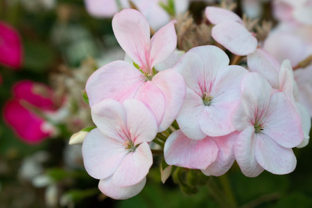 Pink geranium flowers in the garden, close-up photo.