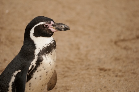 A small penguinの写真素材