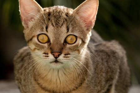 A young domestic catの写真素材