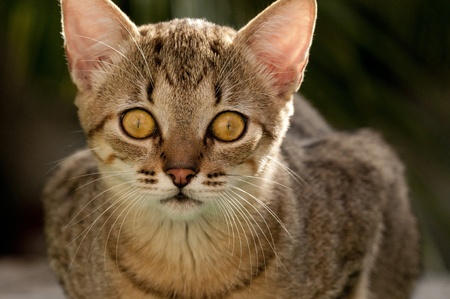 A young domestic catの写真素材