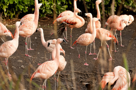The Chilean Flamingo (Phoenicopterus chilensis) is a large species of flamingo at 110â130 cm (43â51 in) closely related to Caribbean Flamingo and Greater Flamingo, with which it was sometimes considered conspecific.の写真素材