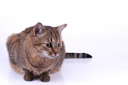Brazilian Short Hair Cat isolated on white backgroundの写真素材
