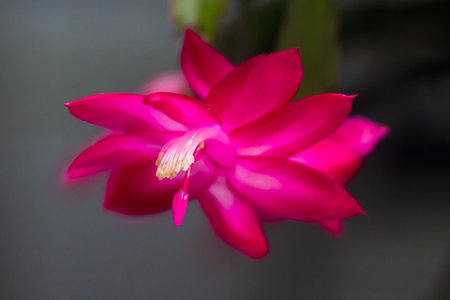 False Christmas cactus, a species of plant in the family Cactaceae. hanksgiving cactus, among