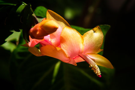 False Christmas cactus, a species of plant in the family Cactaceae. hanksgiving cactus, amongの写真素材