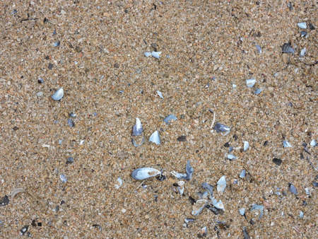 Seashells on the sand of beach