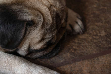 Photo of a pug dog lying downの写真素材