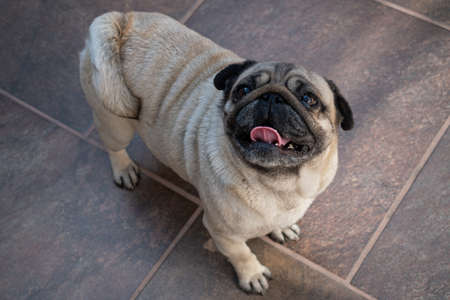 Photo of a cute and happy Pug dogの写真素材