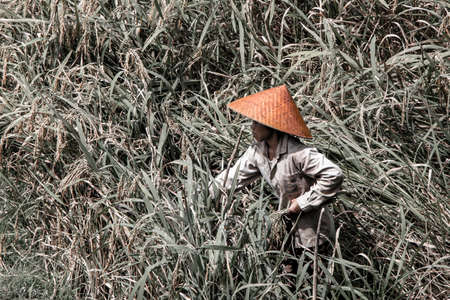 Rice farmer harvesting in Bali, Indonesia.の写真素材
