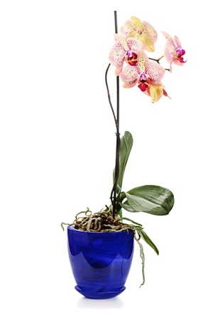 orchid arrangement centerpiece in blue vase isolated on white backgroundの写真素材