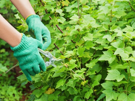 Hands with garden pruner in the garden. の写真素材
