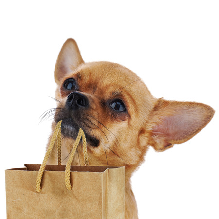 Red chihuahua dog with recycle paper bag isolated on white background. Closeup.の写真素材