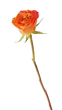 Rose isolated on white background. Closeup.の写真素材