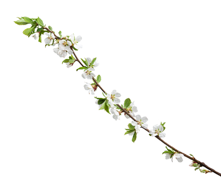Spring flowering branches of Cherry blossom isolated on white background.の写真素材