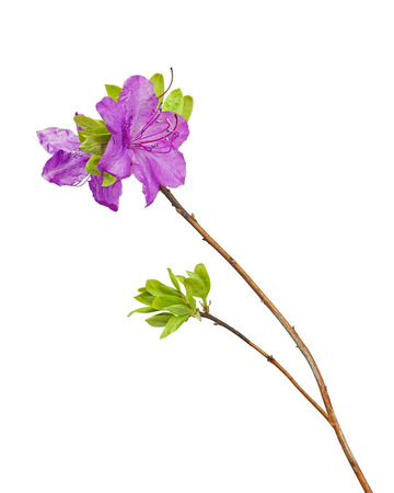 Purple rhododendron flowers (Labrador tea) on branch isolated on white background.の写真素材