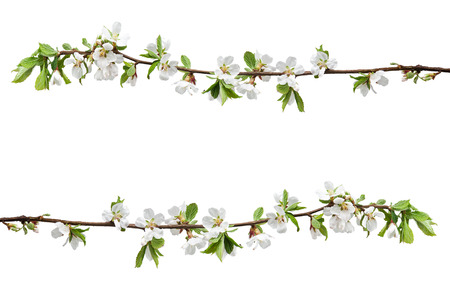 Spring flowering branches of Cherry blossom isolated on white background.の写真素材