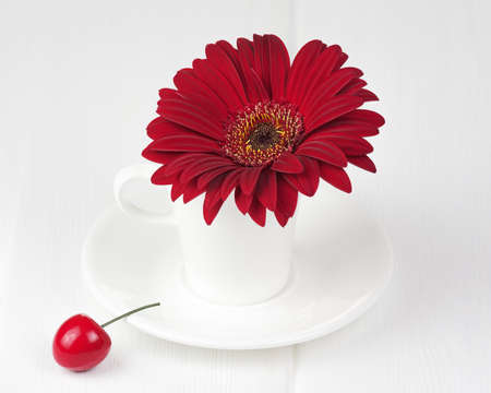 Red gerbera flower in cup and sauce on white wooden background. Closeup.の写真素材