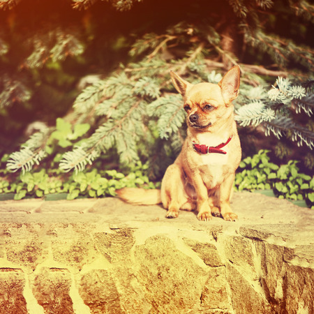 Red chihuahua dog siting on granite pedestal with retro filter effect.の写真素材