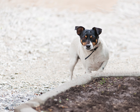 Jack Russell Terrier dog on nature background. Closeup.の写真素材