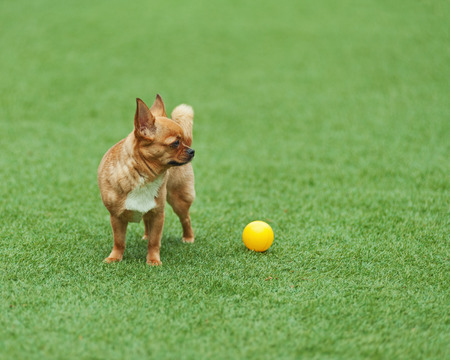 Red chihuahua dog on green grass. Selective focus.の写真素材