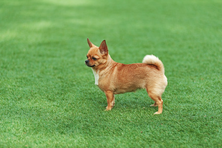 Red chihuahua dog on green grass. Selective focus.の写真素材