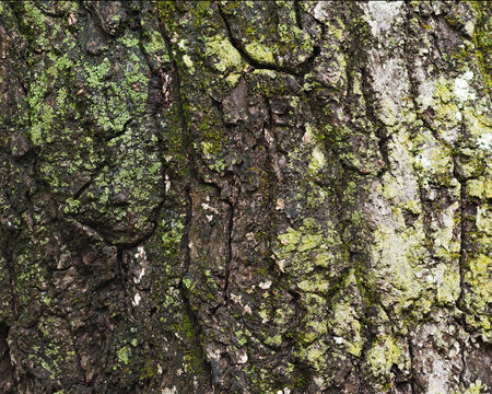 Old tree bark for natural textured background. Textural background, gray color.