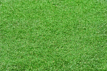 Field green grass background  Selective focus の写真素材