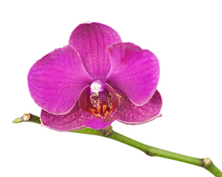 Very rare purple orchid isolated on white background. Closeup.の写真素材