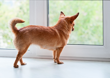 Red chihuahua dog standing on window sill and looks into the distance.の写真素材