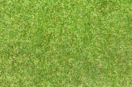 Field green grass for use as nature background. Selective focus.の写真素材