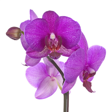 Blooming twig of purple orchid isolated on white background. Closeup.の写真素材