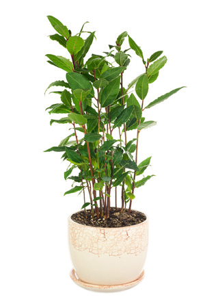 Small laurel tree in flower pot isolated on white background. Closeup.の写真素材