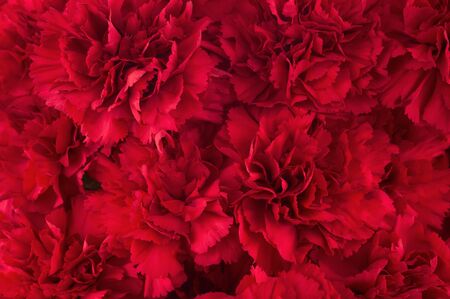 Bouquet of red flowers carnation for use as nature background. Soft focus.の写真素材