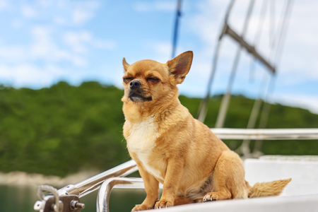 Very satisfied purebred chihuahua dog with closed eyes in pleasure on background of yacht and the sea coast. Closeup.の写真素材