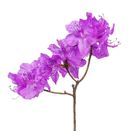 Purple rhododendron flowers (Labrador tea) on branch isolated on white background.の写真素材