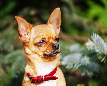 Red chihuahua dog on garden background. Selective focus.の写真素材