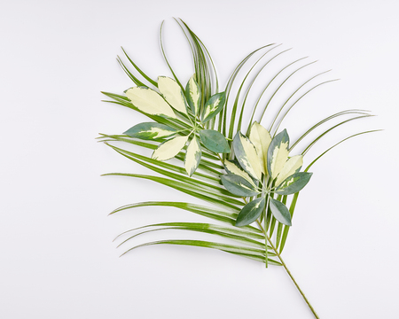 Tropical palm leaves on white background. Flat lay, top view with copy space.の写真素材