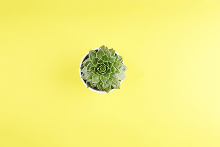 Succulent flower in pot on yellow background. Flat lay, top view with copy space.
