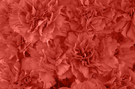 Bouquet of carnation flowers tinted in trendy color.の写真素材