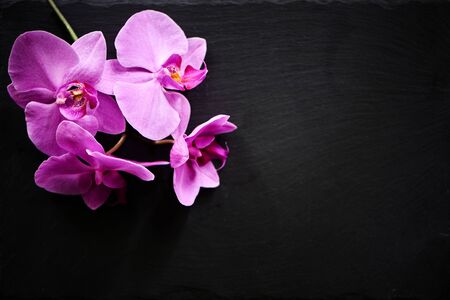 Flower arrangement of orchids on dark stone background.の写真素材