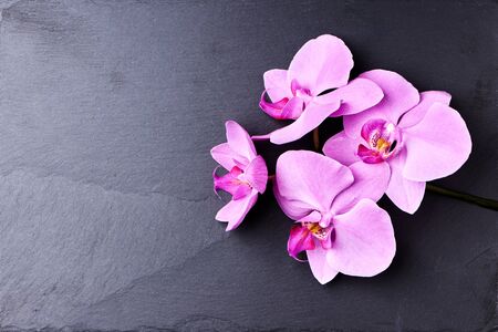 Flower arrangement of orchids on dark stone background.の写真素材