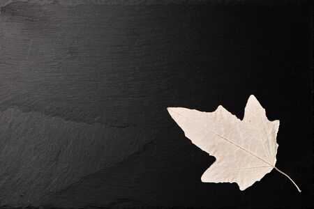 Dried autumn leaves on dark stone background.